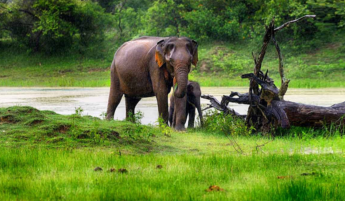 Udawalawe National Park