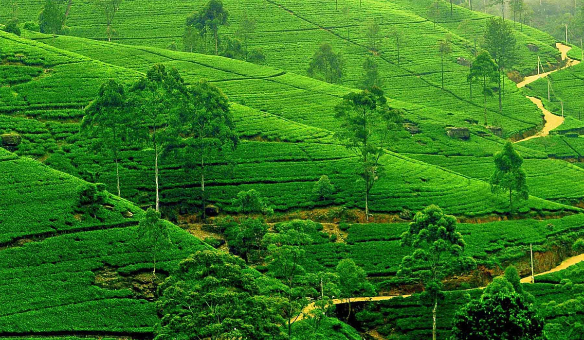 Why Sri lankan Tea is So Special in the World!
