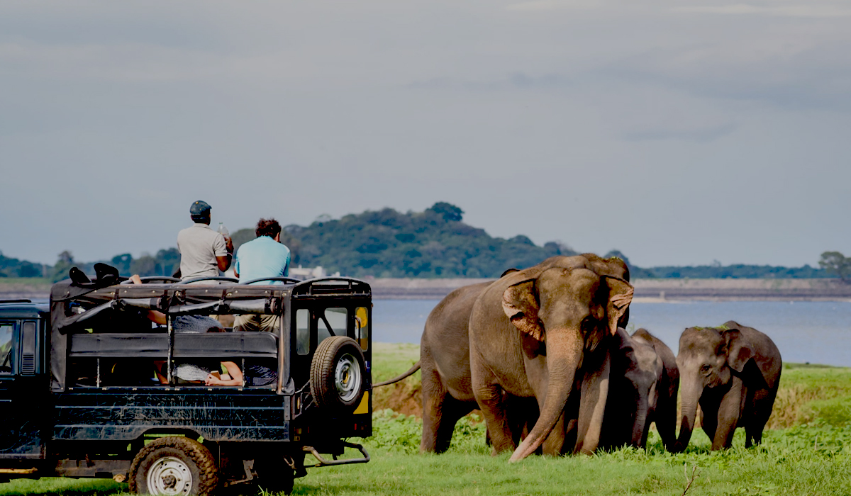 Wildlife Safari