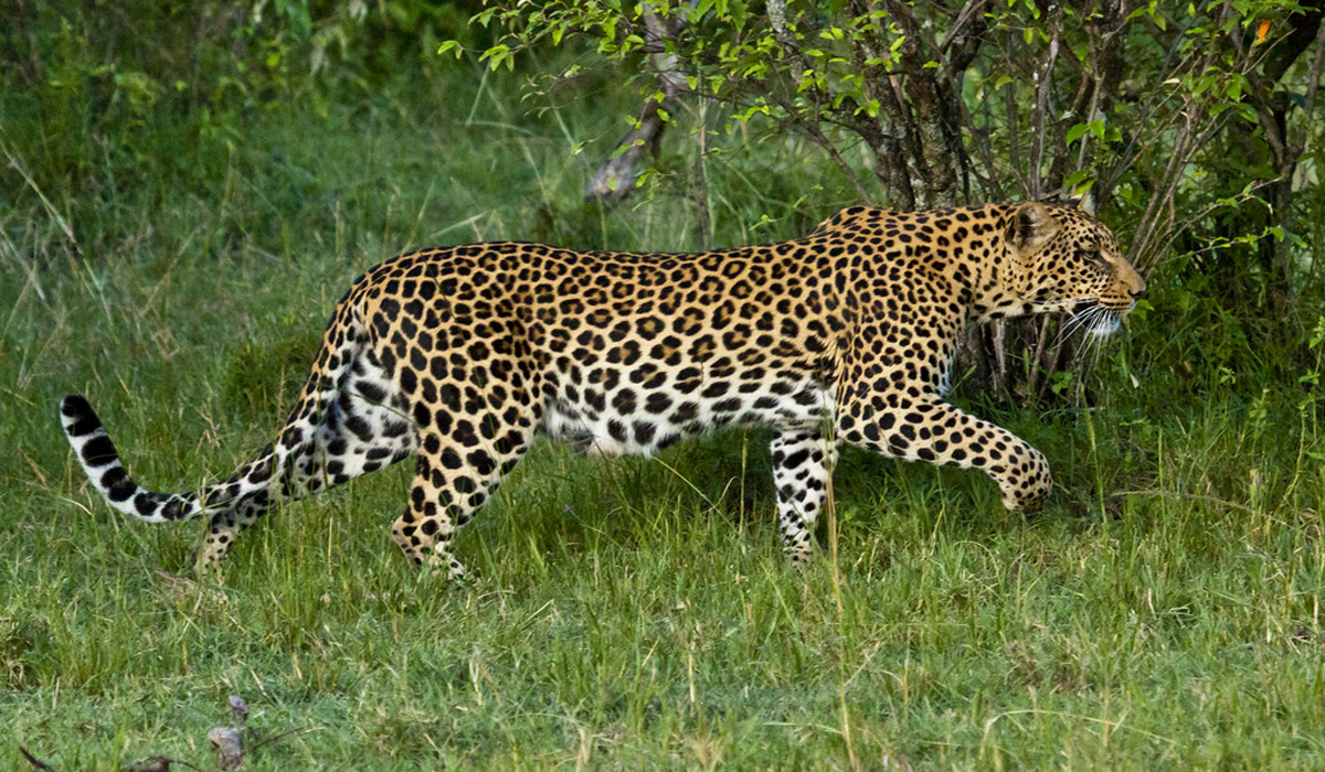 Yala National Park